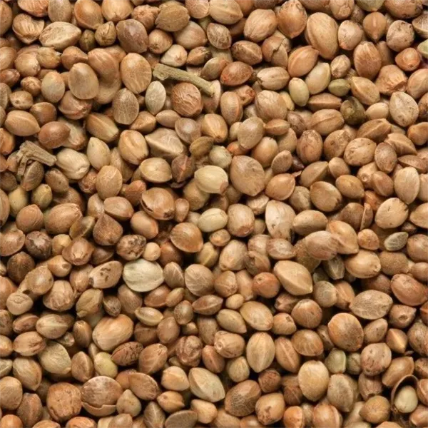 St Ives Tackle Huge Hemp Seed 1kg