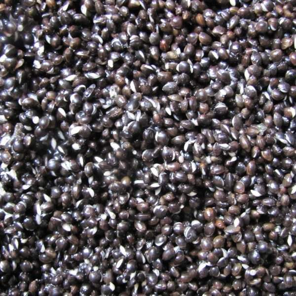 Prepared Hemp Seed 1 Pint