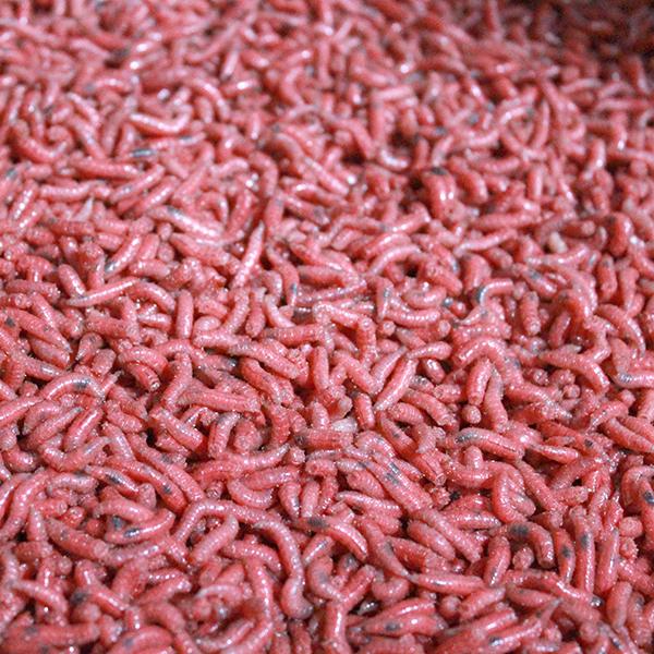 fresh red maggots