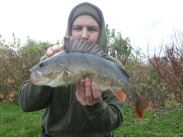 Fenland Perch - St.Ives Tackle Latest Catches – St Ives Tackle