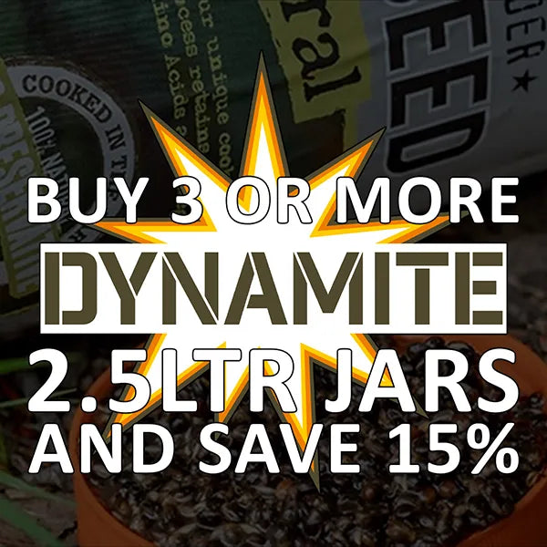 Dynamite Bait Deals