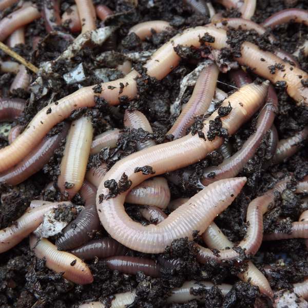 Fresh Worms Dendrobaenas and Lobworms