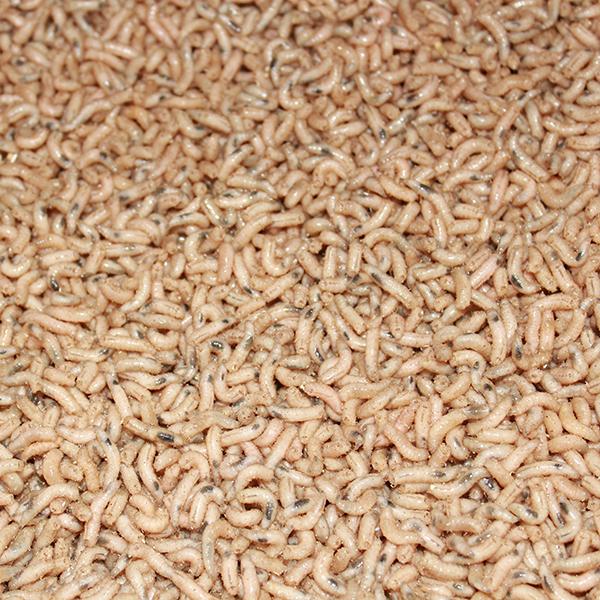 Fresh Cod Maggots Maggots Red, White, Mixed and Fluoro Pinkies – St Ives Tackle