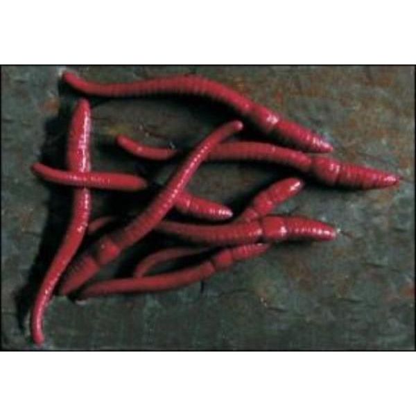 Enterprise Tackle Imitation Red Worms